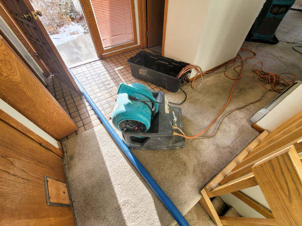 Best Mold removal after water damage  in Cattaraugus, NY
